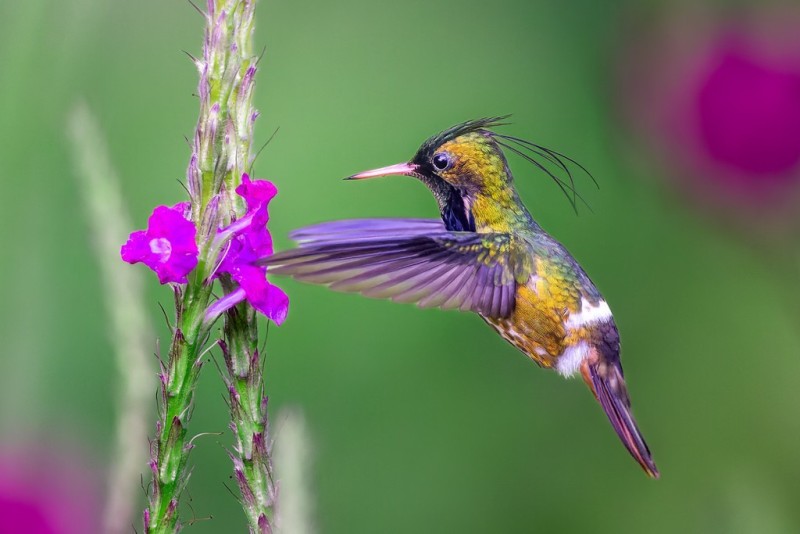 Bird 2