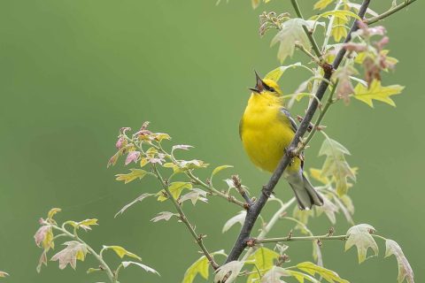 Bird 1