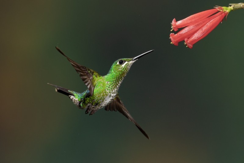 Bird 6