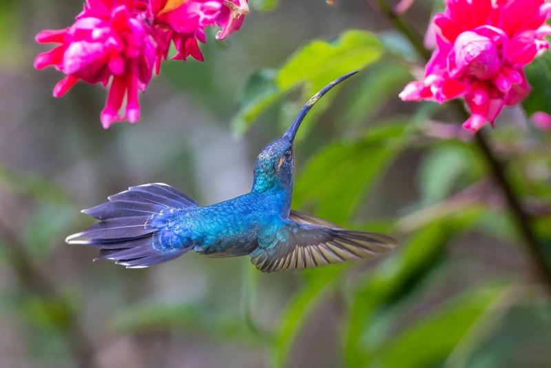 Green Hermit in Costa Rica feeding on whatever