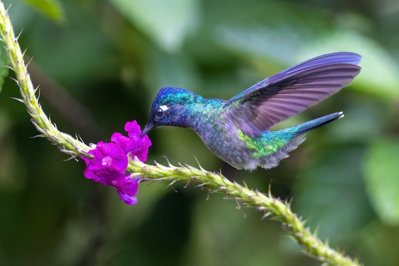 Bird 4