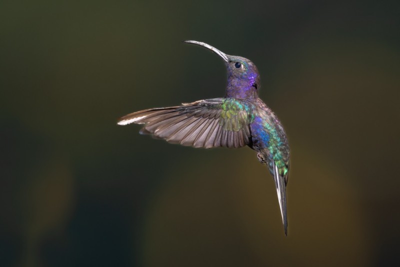 Bird 5