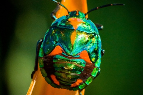 lady-bug