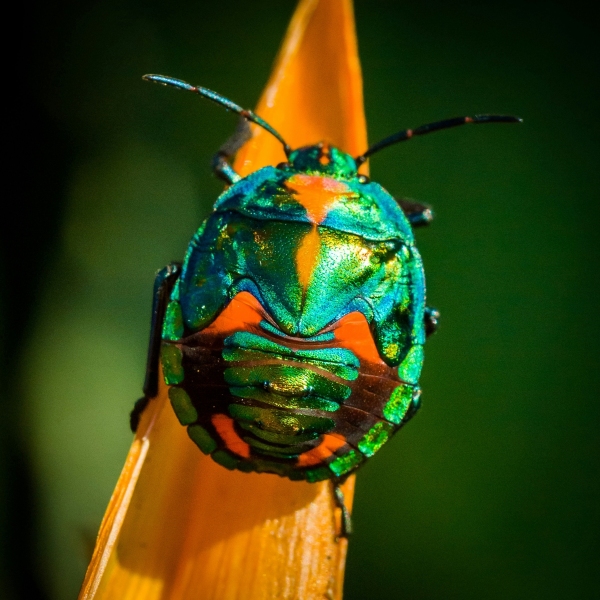 lady-bug