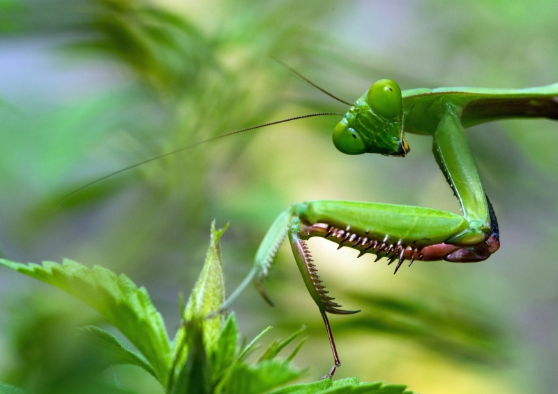praying-mantis