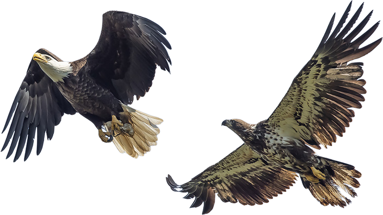 Home Page Eagles